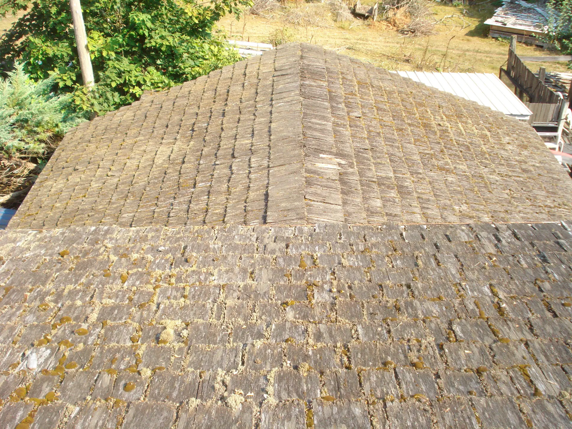 Moss-covered rotting cedar shake roof before replacement in Tacoma, WA